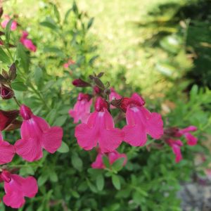 Salvia 'Naturally Fuchsia'