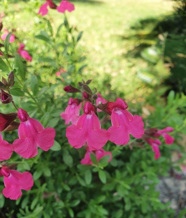 Salvia 'Naturally Fuchsia'