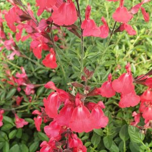 Salvia 'Pinkish Red'