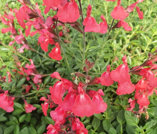 Salvia 'Pinkish Red' Salvia 'Pinkish Red'