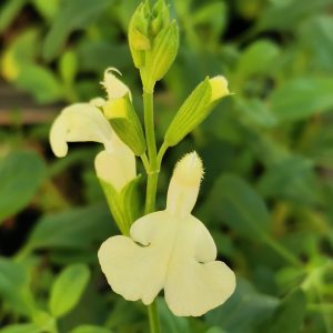Salvia 'Vanilla Cream'