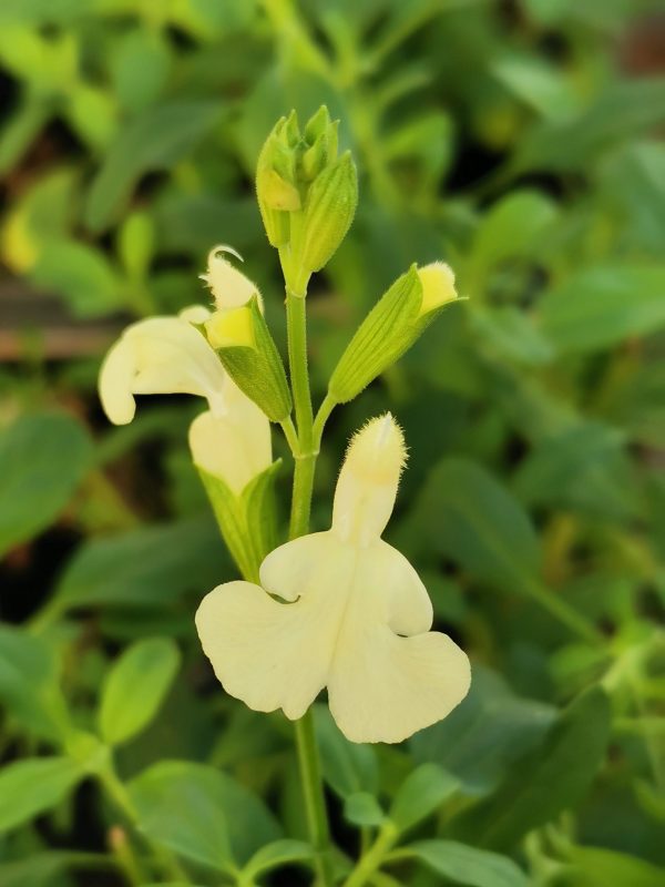 Salvia 'Vanilla Cream'