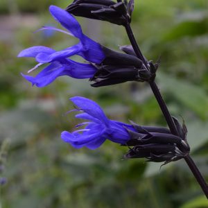 Salvia guaranitica 'Black and Blue'