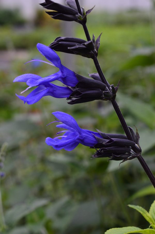 Salvia guaranitica 'Black and Blue'
