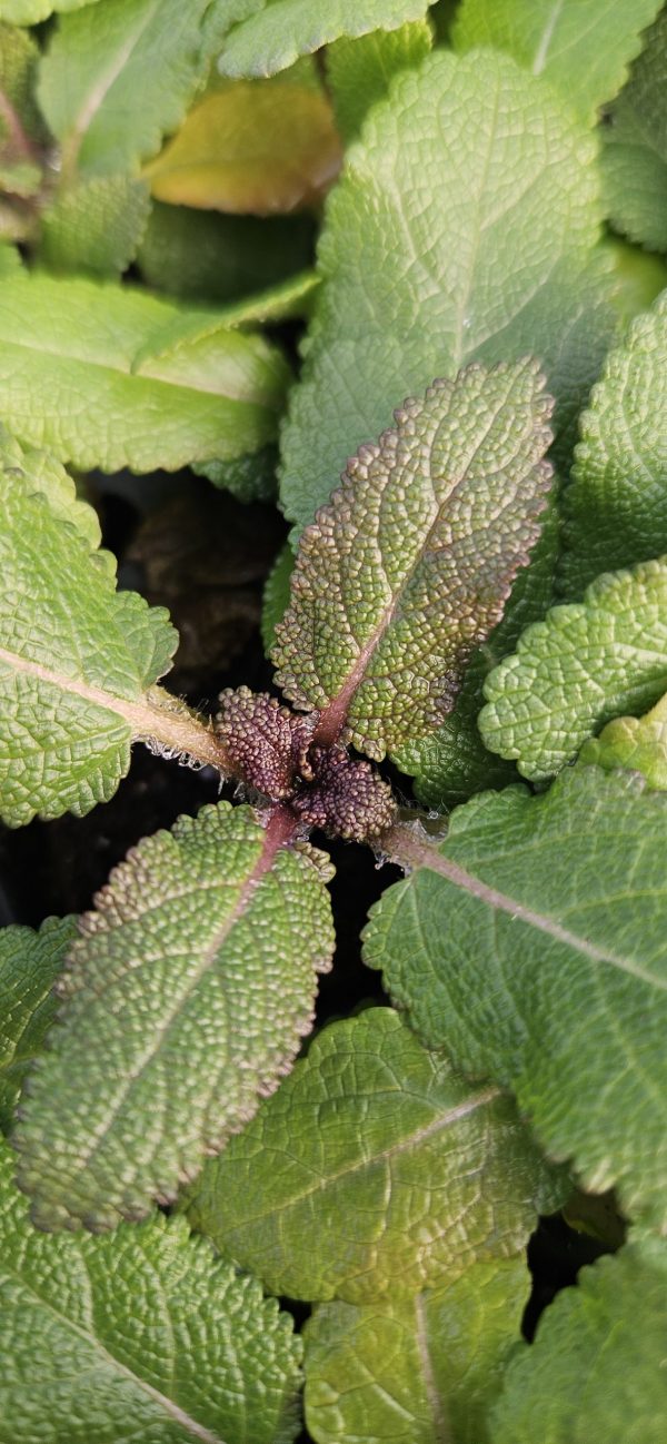 Salvia nemorosa 'Midnight Purple'