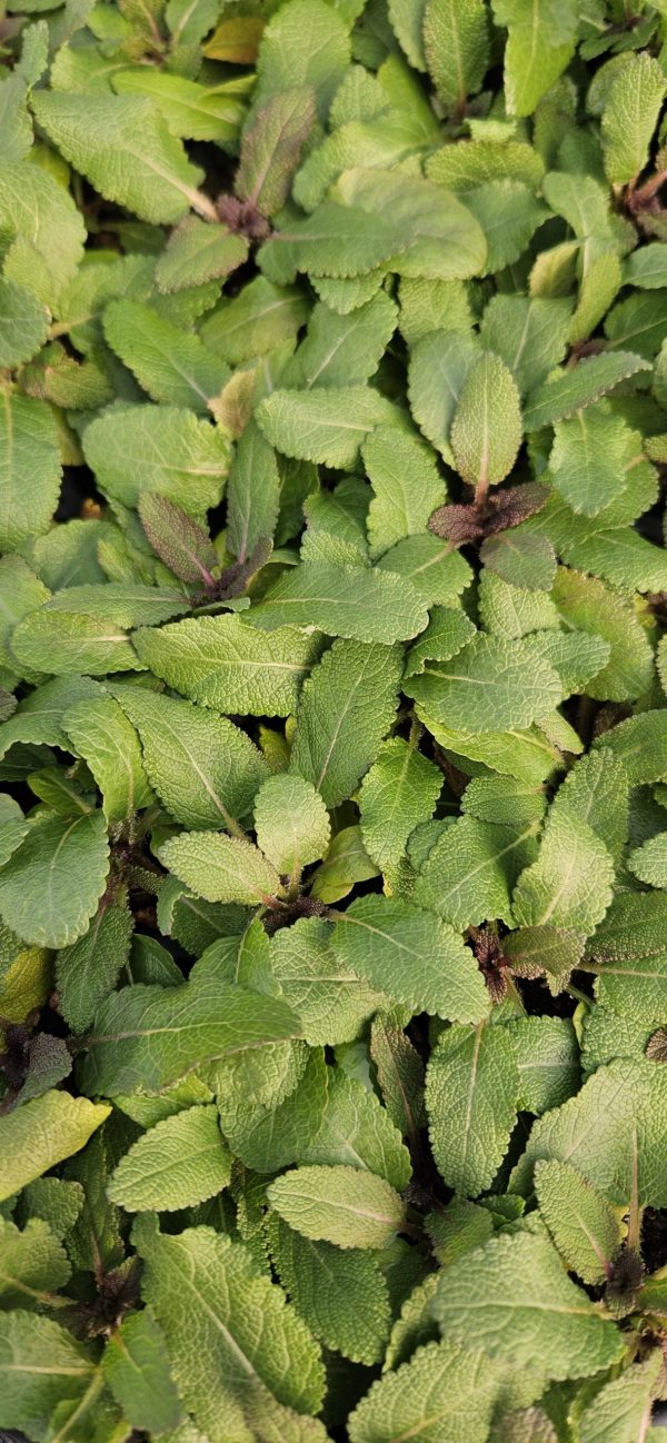 Salvia nemorosa 'Midnight Purple'
