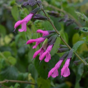 Salvia 'Pink Amistad'