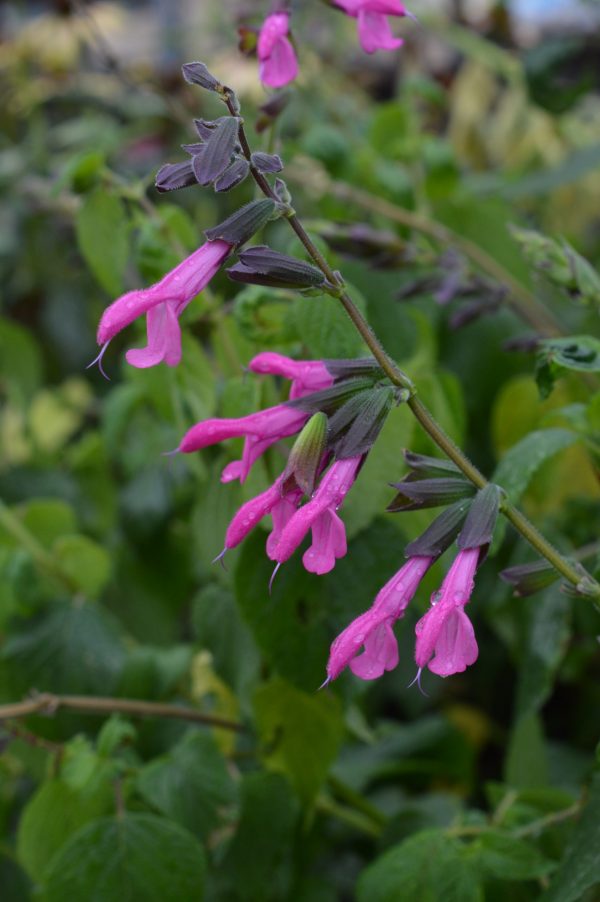 Salvia 'Pink Amistad'