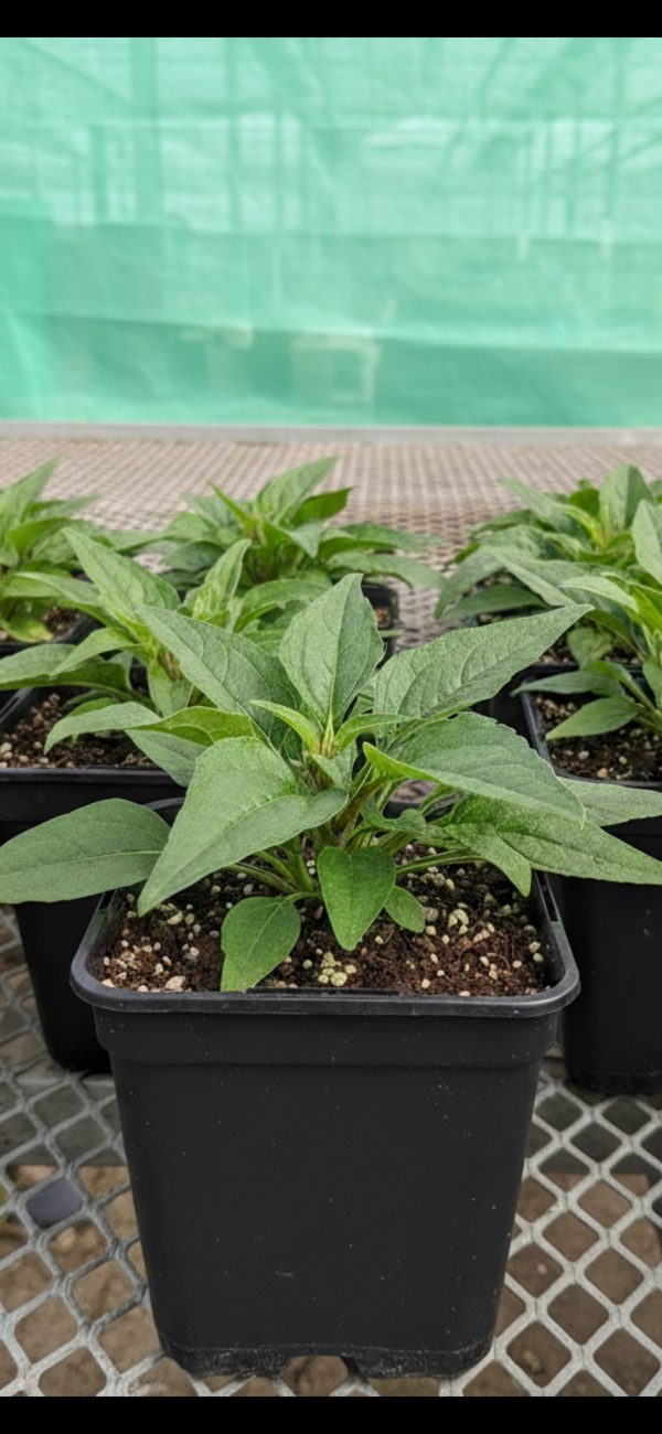 Echinacea purpurea 'Magnus Superior'