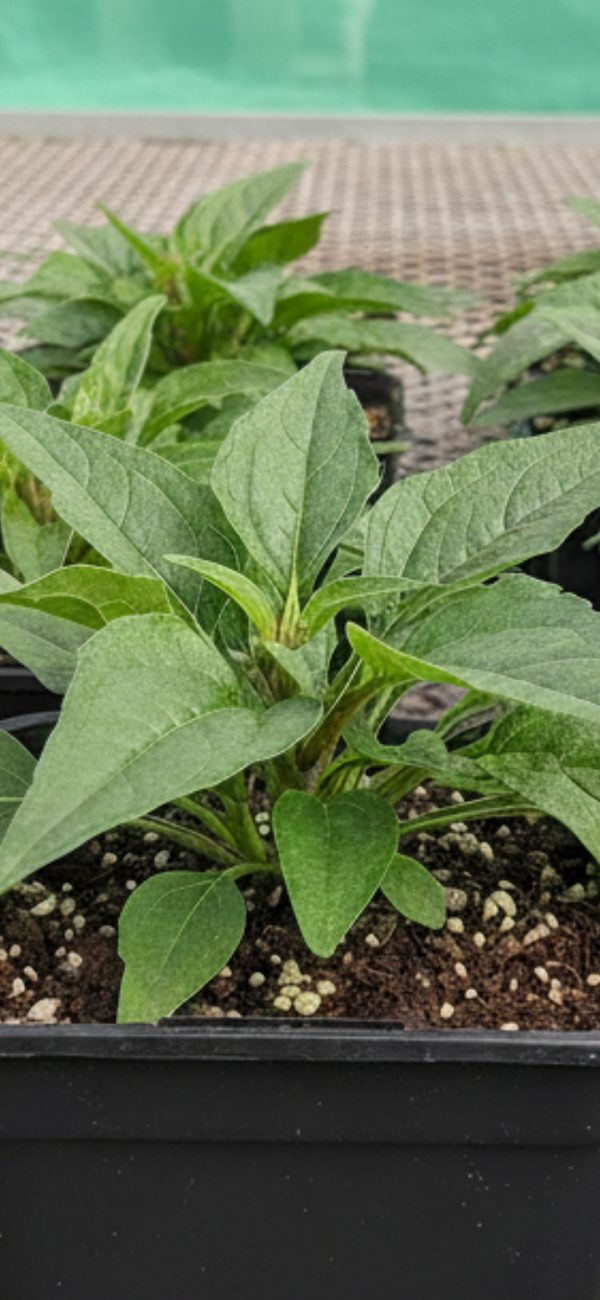 Echinacea purpurea 'Magnus Superior'