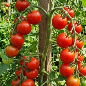 Tomato Gardeners delight 5