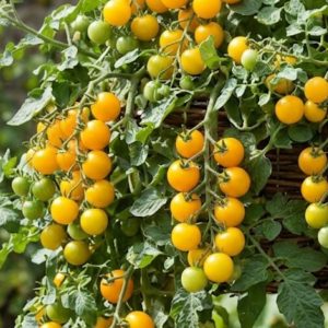 tumbling tom yellow 5