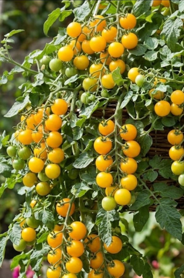 tumbling tom yellow 5 tumbling tom yellow 5