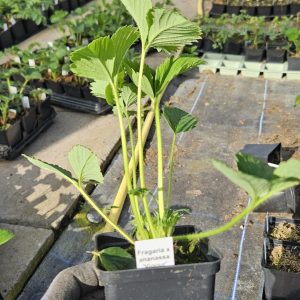 Strawberry 'Cambridge Vigour'