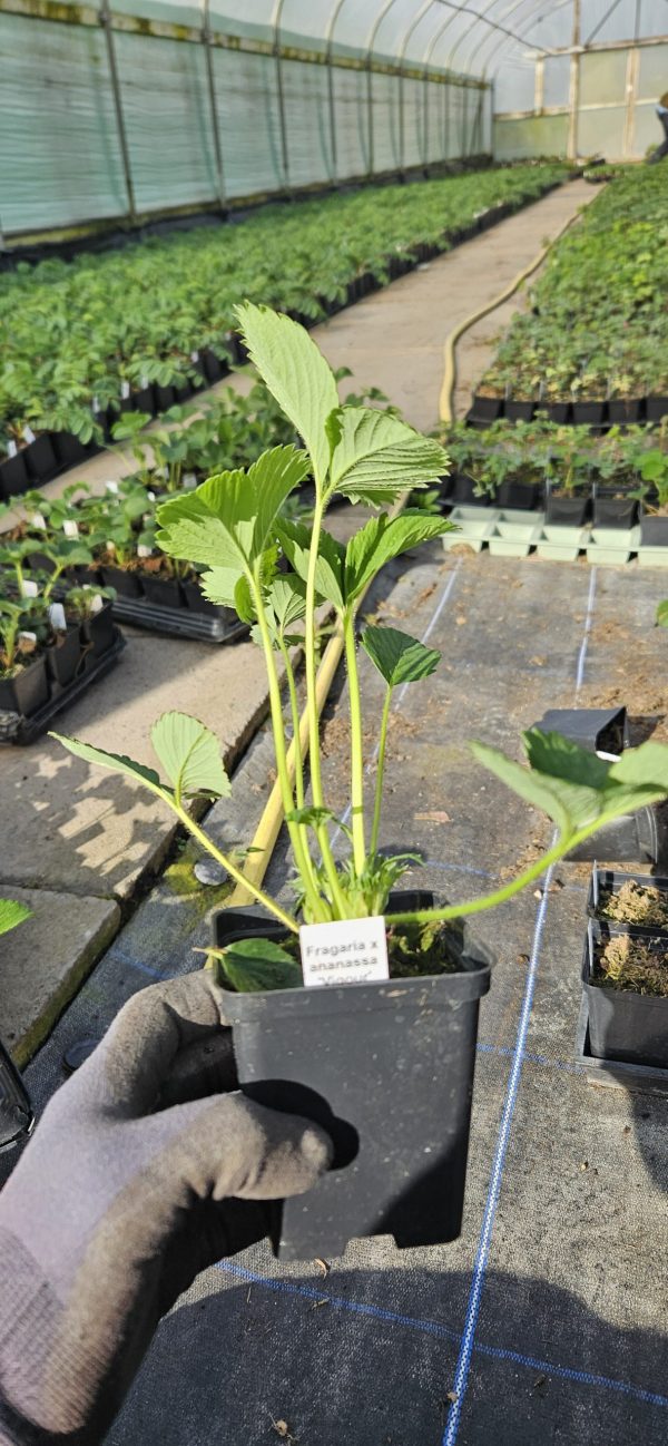 Strawberry 'Cambridge Vigour'