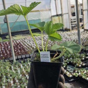 Strawberry 'Sweetheart'