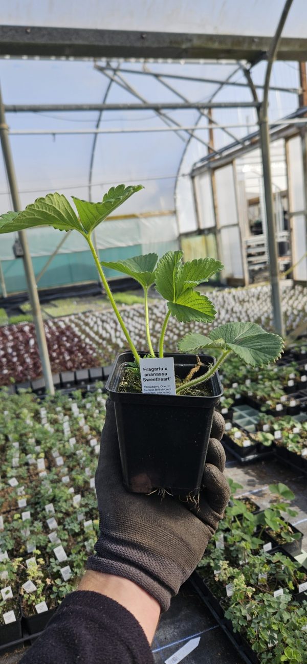 Strawberry 'Sweetheart'4 Strawberry 'Sweetheart'