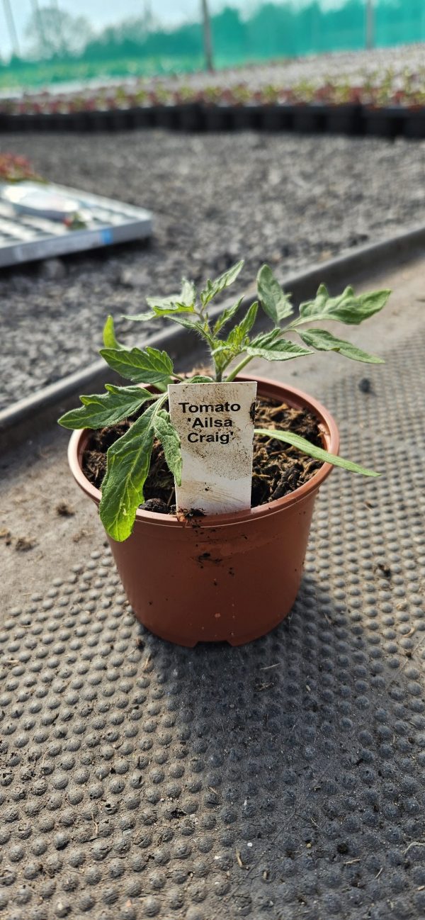 Tomato 'Ailsa Craig' Tomato 'Ailsa Craig'