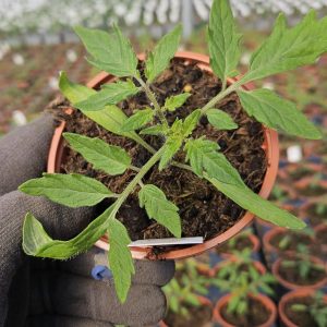 Tomato 'Ailsa Craig'