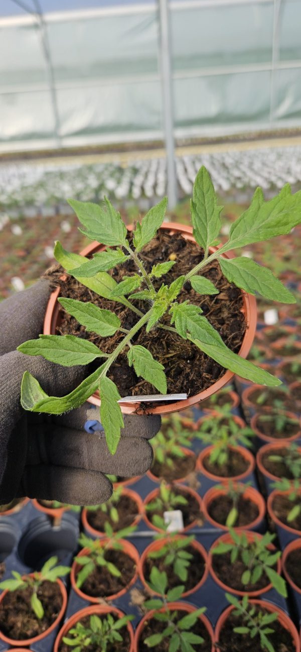 Tomato 'Ailsa Craig' 3 Tomato 'Ailsa Craig'