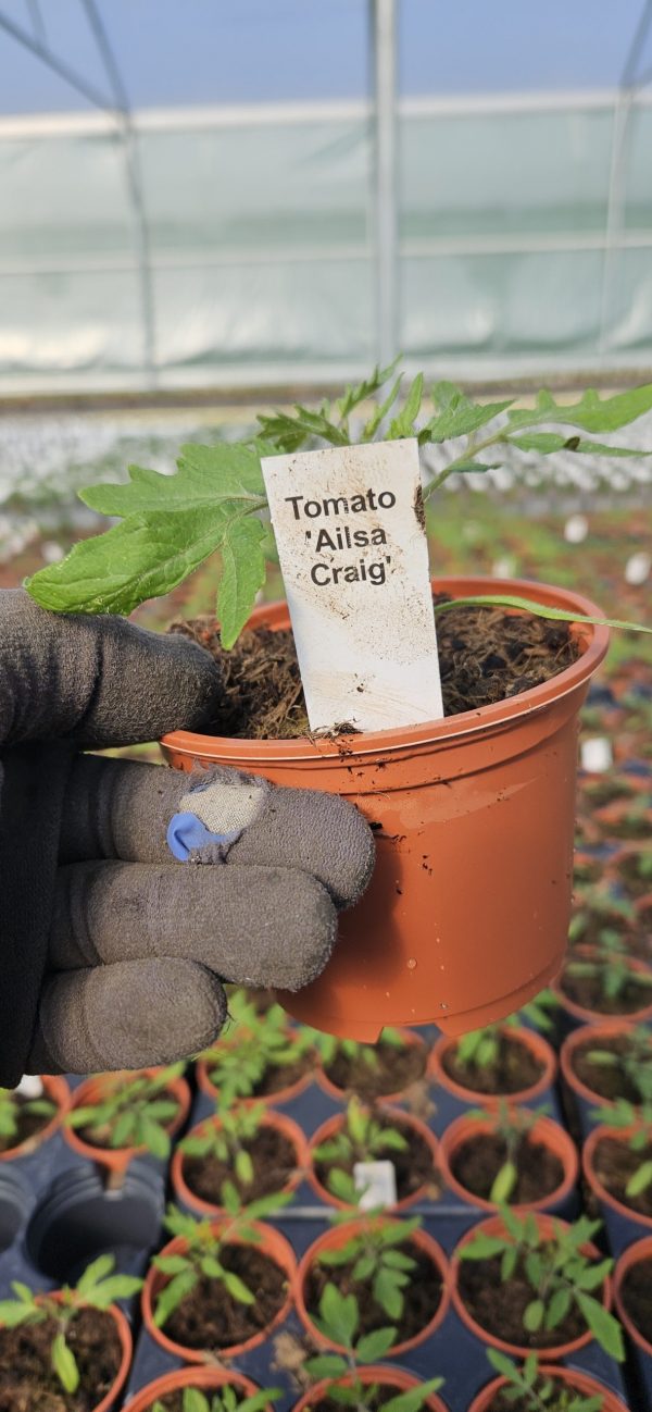 Tomato 'Ailsa Craig' 4 Tomato 'Ailsa Craig'