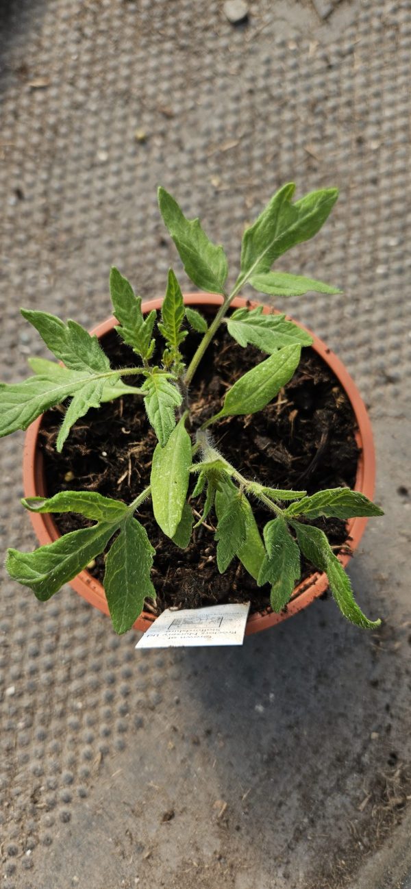 Tomato 'Alicante'