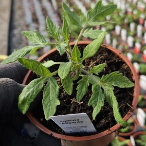 Tomato 'Alicante'