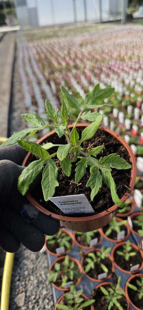 Tomato 'Alicante'