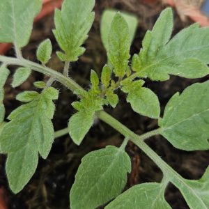 Tomato 'Gardeners Delight'