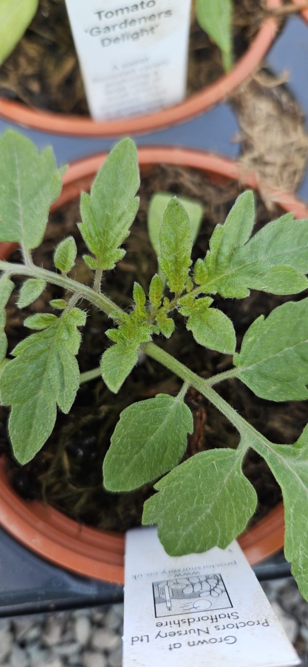 Tomato 'Gardeners Delight'