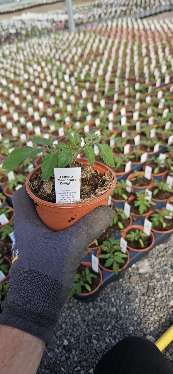 Tomato 'Gardeners Delight'