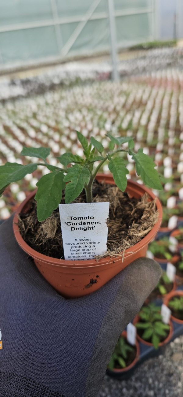 Tomato 'Gardeners Delight'