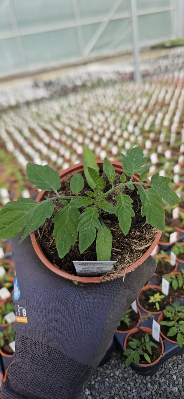 Tomato 'Gardeners Delight'