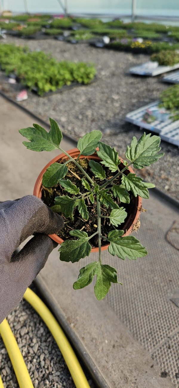 Tomato 'Honeycomb' Tomato 'Honeycomb'