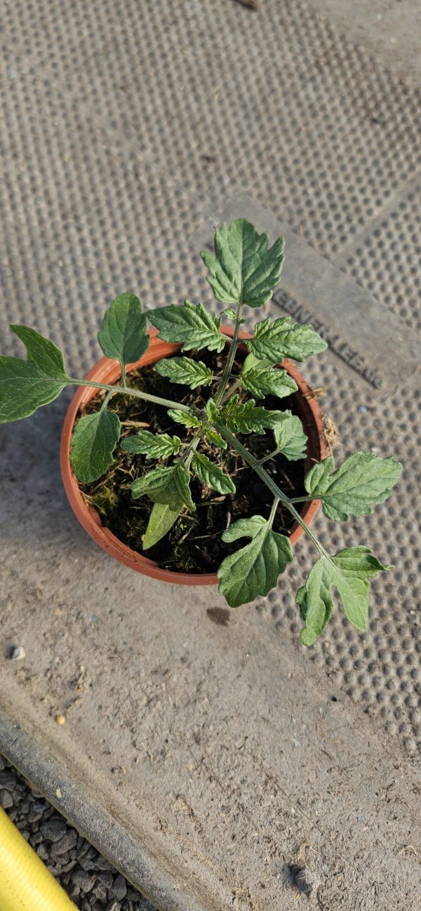 Tomato 'Honeycomb'2 Tomato 'Honeycomb'