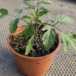 Tomato 'Honeycomb'