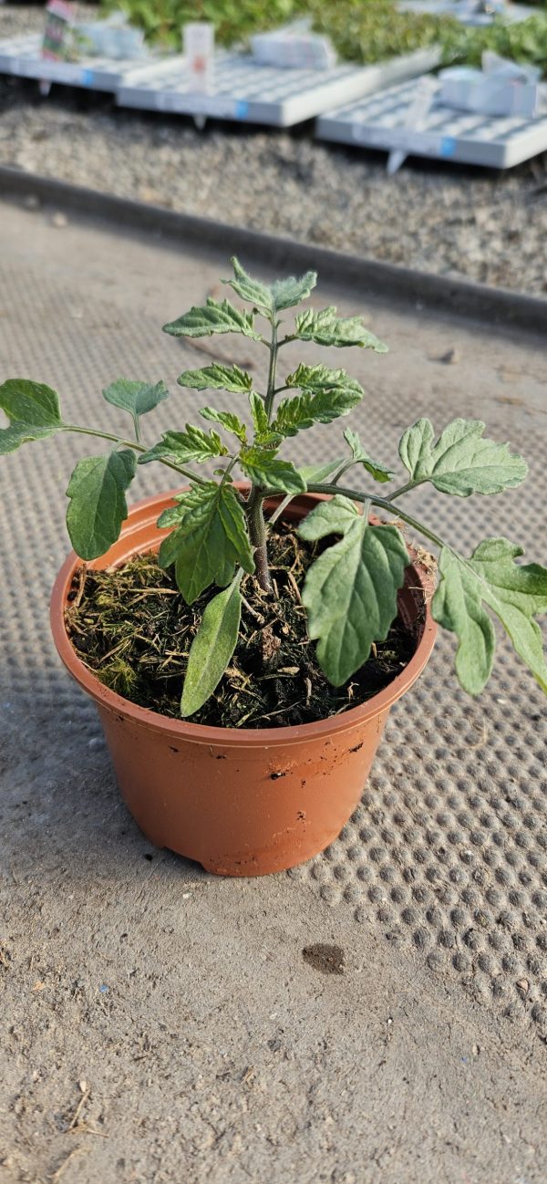 Tomato 'Honeycomb'3 Tomato 'Honeycomb'