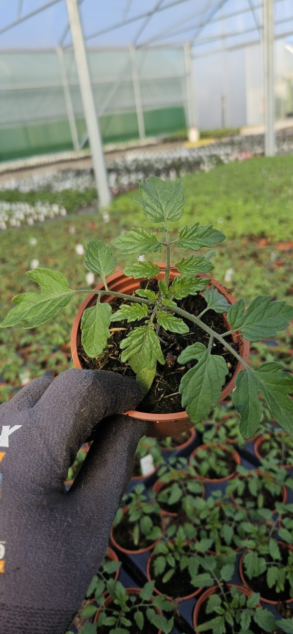 Tomato 'Honeycomb'4 Tomato 'Honeycomb'