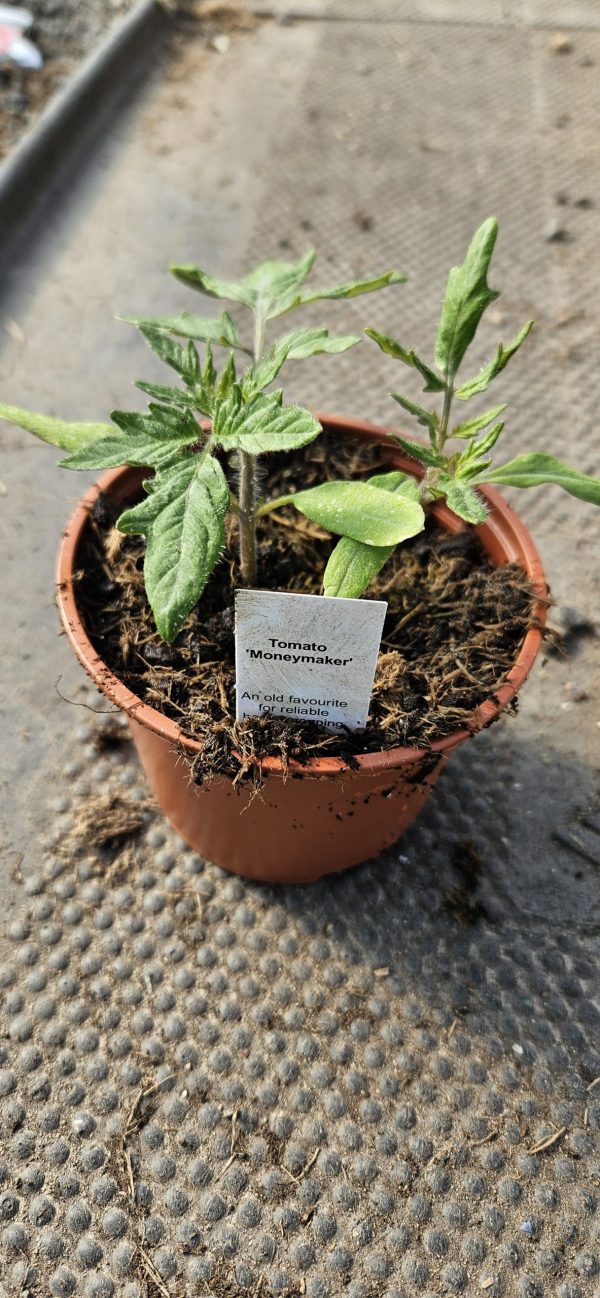 Tomato 'Moneymaker'