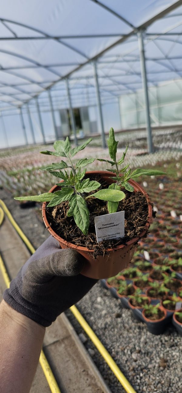 Tomato 'Moneymaker'