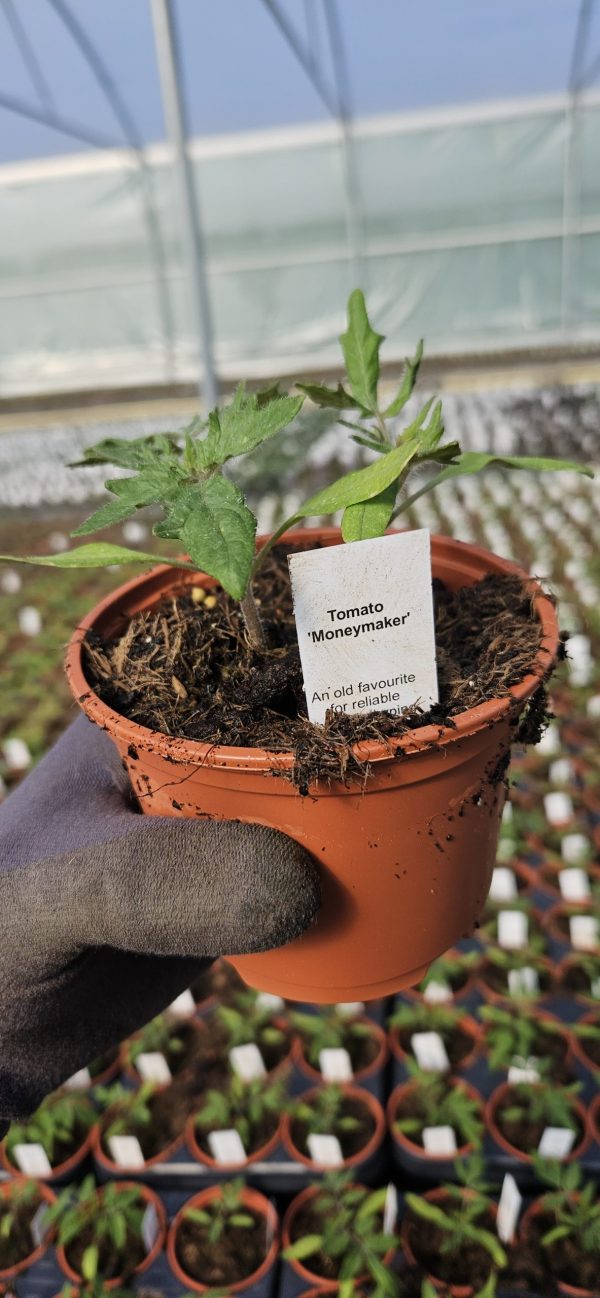 Tomato 'Moneymaker'