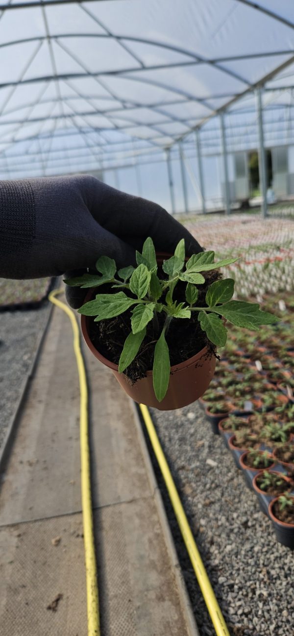 Tomato 'Roma' Tomato 'Roma'
