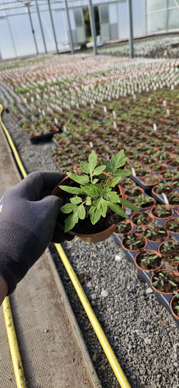 Tomato 'Roma'2 Tomato 'Roma'