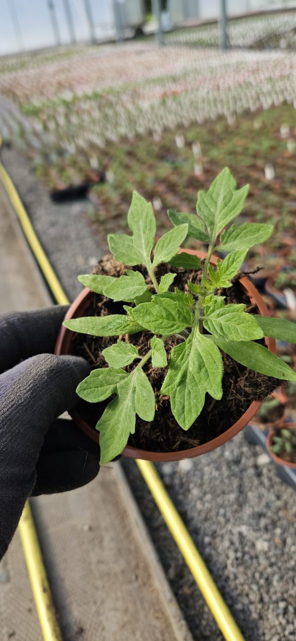 Tomato 'Roma'3 Tomato 'Roma'