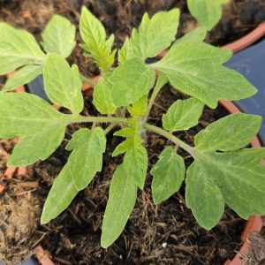 Tomato 'Roma'