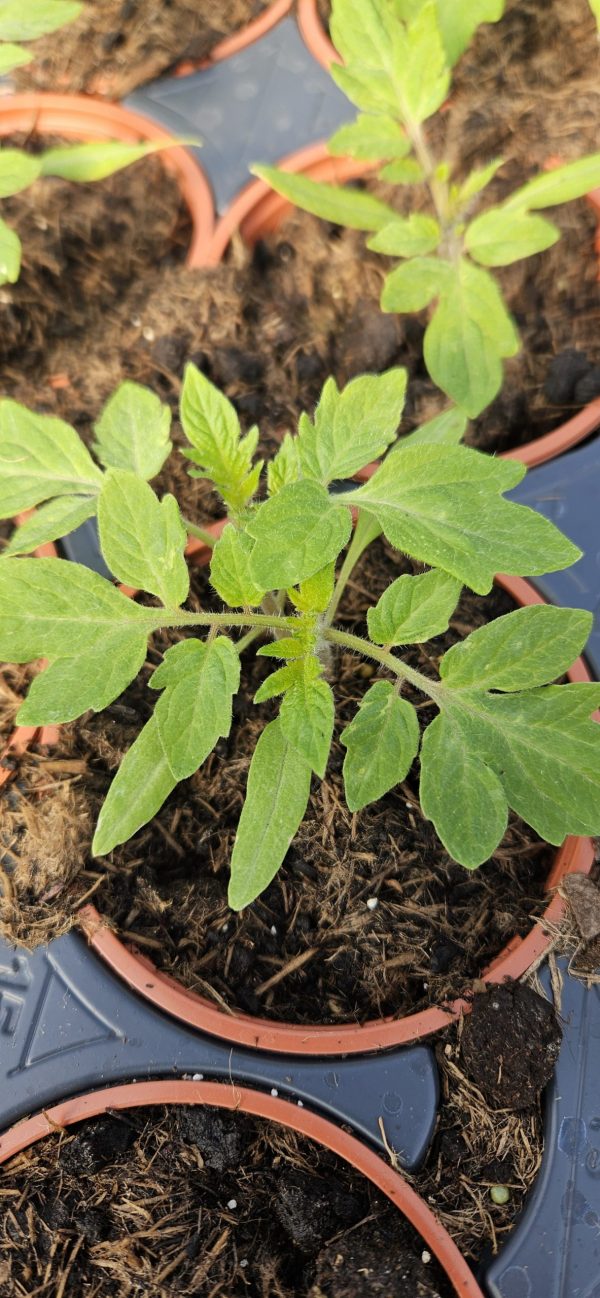 Tomato 'Roma'4 Tomato 'Roma'