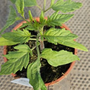 Tomato 'Shirley'