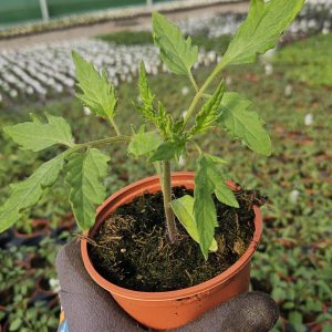 Tomato 'Supersteak'