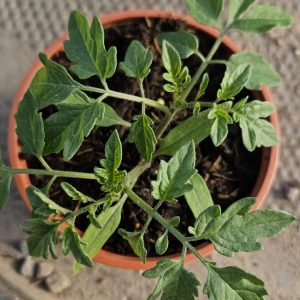Tomato 'Sweet Million'