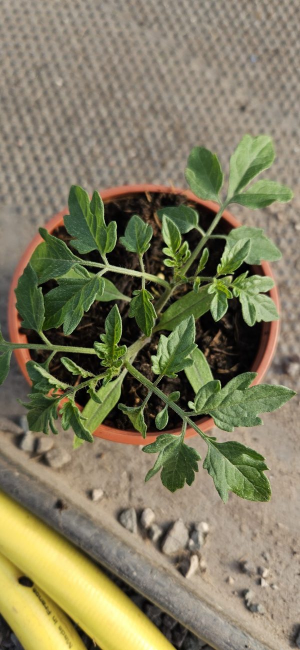 Tomato 'Sweet Million' Tomato 'Sweet Million'